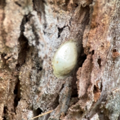 Unidentified Other web-building spider at Surf Beach, NSW - 26 Jan 2024 by Hejor1