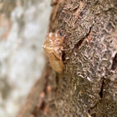 Cicadettini sp. (tribe) (Cicada) at Surf Beach, NSW - 26 Jan 2024 by Hejor1