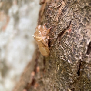 Cicadettini sp. (tribe) at Surf Beach, NSW - 26 Jan 2024 05:01 PM