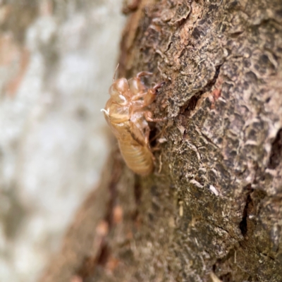 Cicadettini sp. (tribe) (Cicada) at Surf Beach, NSW - 26 Jan 2024 by Hejor1