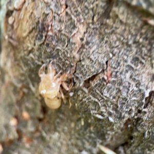 Cicadettini sp. (tribe) at Surf Beach, NSW - 26 Jan 2024 05:01 PM