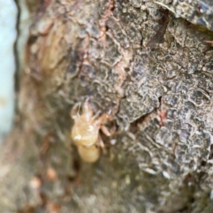 Cicadettini sp. (tribe) at Surf Beach, NSW - 26 Jan 2024 05:01 PM