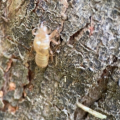 Cicadettini sp. (tribe) at Surf Beach, NSW - 26 Jan 2024