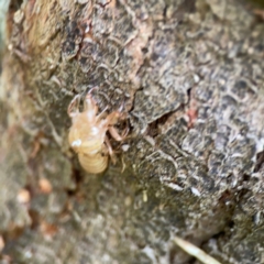 Cicadettini sp. (tribe) at Surf Beach, NSW - 26 Jan 2024 05:01 PM