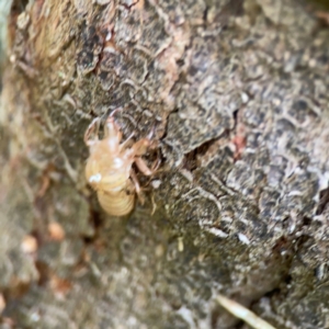 Cicadettini sp. (tribe) at Surf Beach, NSW - 26 Jan 2024 05:01 PM