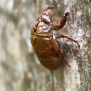 Cicadidae (family) at Surf Beach, NSW - 26 Jan 2024 05:01 PM