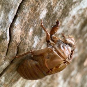 Cicadidae (family) at Surf Beach, NSW - 26 Jan 2024