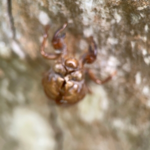 Cicadidae (family) at Surf Beach, NSW - 26 Jan 2024