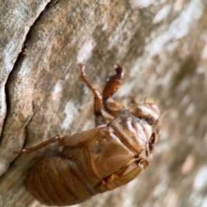 Cicadidae (family) at Surf Beach, NSW - 26 Jan 2024