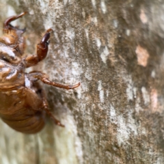 Cicadidae (family) at Surf Beach, NSW - 26 Jan 2024