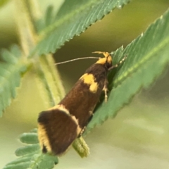 Eulechria psilopla (A Concealer moth (Eulechria group)) at Surf Beach, NSW - 26 Jan 2024 by Hejor1