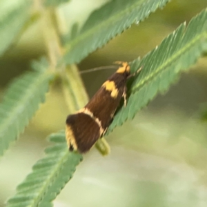 Eulechria psilopla at Surf Beach, NSW - 26 Jan 2024