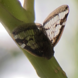 Scolypopa australis at Surf Beach, NSW - 26 Jan 2024