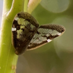 Scolypopa australis at Surf Beach, NSW - 26 Jan 2024