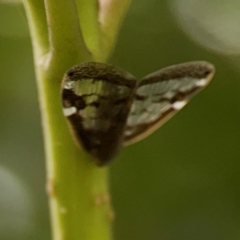 Scolypopa australis at Surf Beach, NSW - 26 Jan 2024