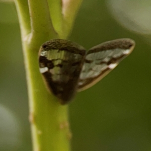 Scolypopa australis at Surf Beach, NSW - 26 Jan 2024