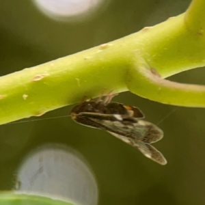 Scolypopa australis at Surf Beach, NSW - 26 Jan 2024