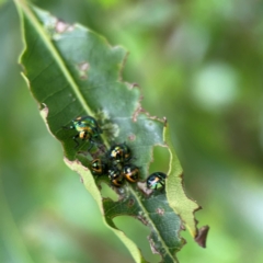 Scutiphora pedicellata (Metallic Jewel Bug) at Surf Beach, NSW - 26 Jan 2024 by Hejor1