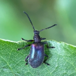 Ecnolagria tomentosa at Surf Beach, NSW - 26 Jan 2024 05:11 PM