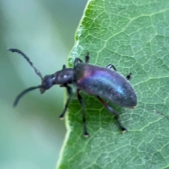 Ecnolagria tomentosa at Surf Beach, NSW - 26 Jan 2024