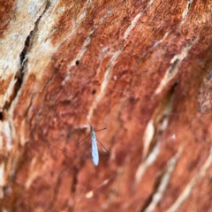 Unidentified Crane fly, midge, mosquito or gnat (several families) at Surf Beach, NSW - 26 Jan 2024 by Hejor1