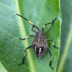Poecilometis sp. (genus) at Surf Beach, NSW - 26 Jan 2024 05:21 PM