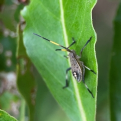 Poecilometis sp. (genus) at Surf Beach, NSW - 26 Jan 2024 05:21 PM