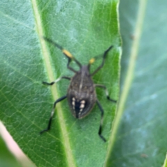 Poecilometis sp. (genus) at Surf Beach, NSW - 26 Jan 2024 05:21 PM
