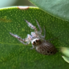 Opisthoncus sp. (genus) (Opisthoncus jumping spider) at Surf Beach, NSW - 26 Jan 2024 by Hejor1