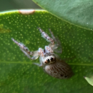 Opisthoncus sp. (genus) at Surf Beach, NSW - 26 Jan 2024