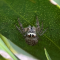 Opisthoncus sp. (genus) at Surf Beach, NSW - 26 Jan 2024 05:23 PM