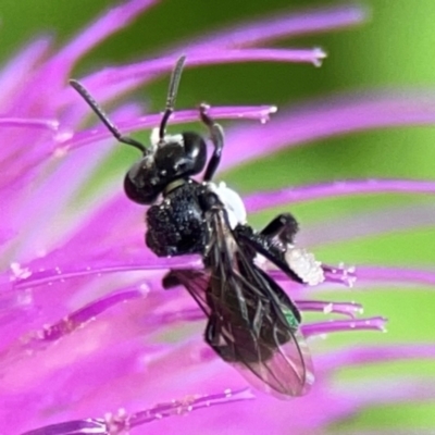 Tetragonula carbonaria (Stingless bee) at Surf Beach, NSW - 26 Jan 2024 by Hejor1