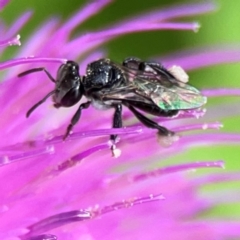 Tetragonula carbonaria at Surf Beach, NSW - suppressed