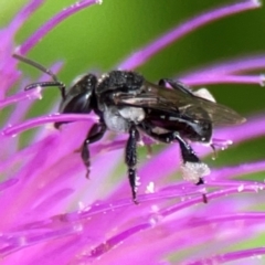 Tetragonula carbonaria at Surf Beach, NSW - suppressed