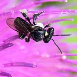 Tetragonula carbonaria at Surf Beach, NSW - suppressed