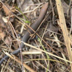 Lampropholis delicata (Delicate Skink) at Surf Beach, NSW - 26 Jan 2024 by Hejor1