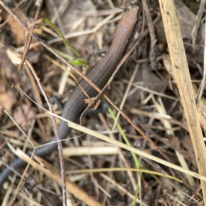 Lampropholis delicata at Surf Beach, NSW - 26 Jan 2024