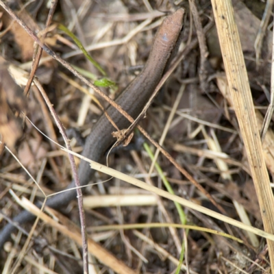 Lampropholis delicata (Delicate Skink) at Surf Beach, NSW - 26 Jan 2024 by Hejor1