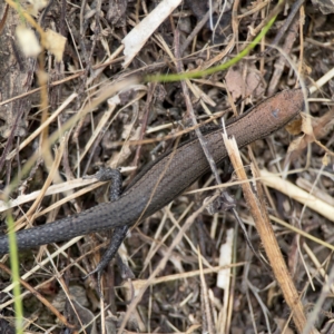 Lampropholis delicata at Surf Beach, NSW - 26 Jan 2024