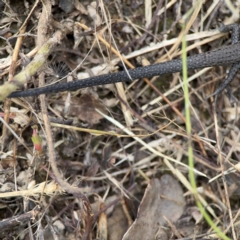 Lampropholis delicata at Surf Beach, NSW - 26 Jan 2024