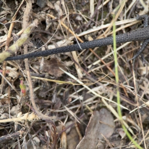 Lampropholis delicata at Surf Beach, NSW - 26 Jan 2024