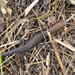 Lampropholis delicata at Surf Beach, NSW - 26 Jan 2024 01:35 PM