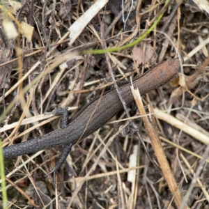 Lampropholis delicata at Surf Beach, NSW - 26 Jan 2024 01:35 PM