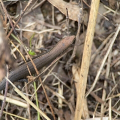 Lampropholis delicata at Surf Beach, NSW - 26 Jan 2024 01:35 PM