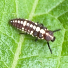Micraspis frenata at Surf Beach, NSW - 26 Jan 2024 01:36 PM