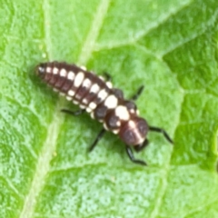 Micraspis frenata at Surf Beach, NSW - 26 Jan 2024 01:36 PM