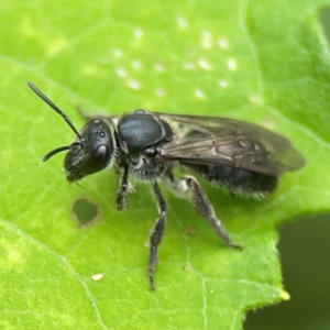 Lasioglossum (Chilalictus) sp. (genus & subgenus) at Surf Beach, NSW - 26 Jan 2024 01:40 PM