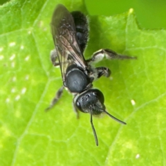 Lasioglossum (Chilalictus) sp. (genus & subgenus) at Surf Beach, NSW - 26 Jan 2024