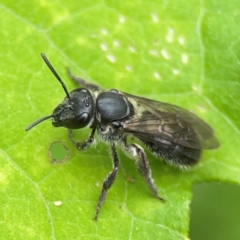 Lasioglossum (Chilalictus) sp. (genus & subgenus) at Surf Beach, NSW - 26 Jan 2024 01:40 PM