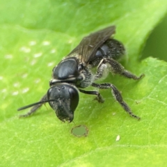 Lasioglossum (Chilalictus) sp. (genus & subgenus) at Surf Beach, NSW - 26 Jan 2024 01:40 PM